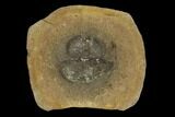 Rare, Fossil Horseshoe Crab (Euproops) Pos/Neg - Mazon Creek #120874-2